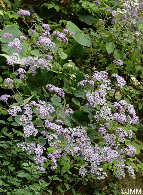 Pericallis webbii