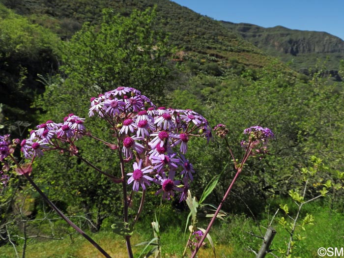 Pericallis webbii