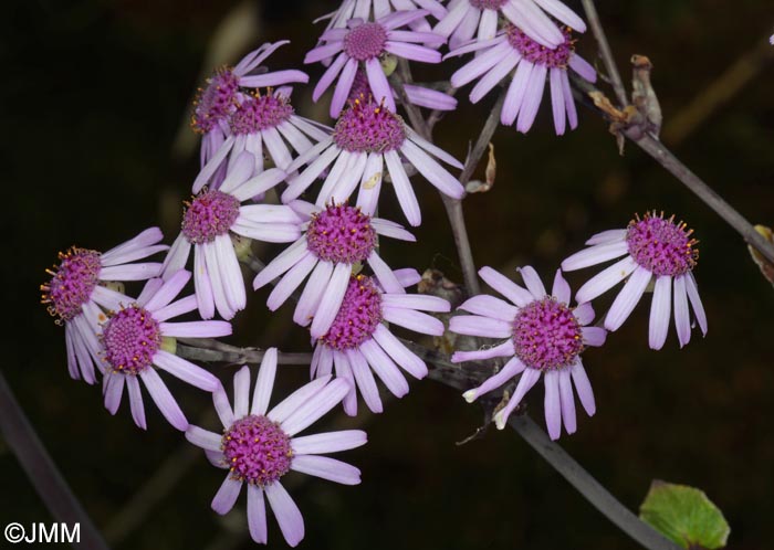 Pericallis webbii