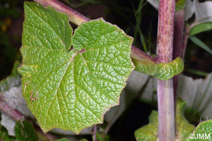 Pericallis webbii