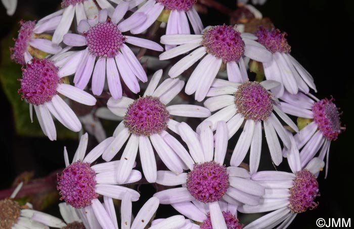 Pericallis webbii