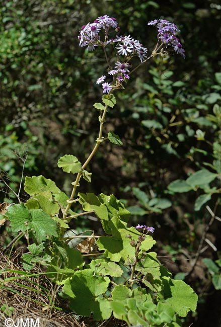 Pericallis webbii