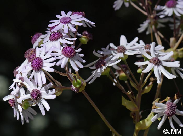 Pericallis webbii