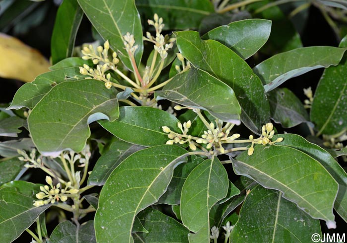 Persea indica