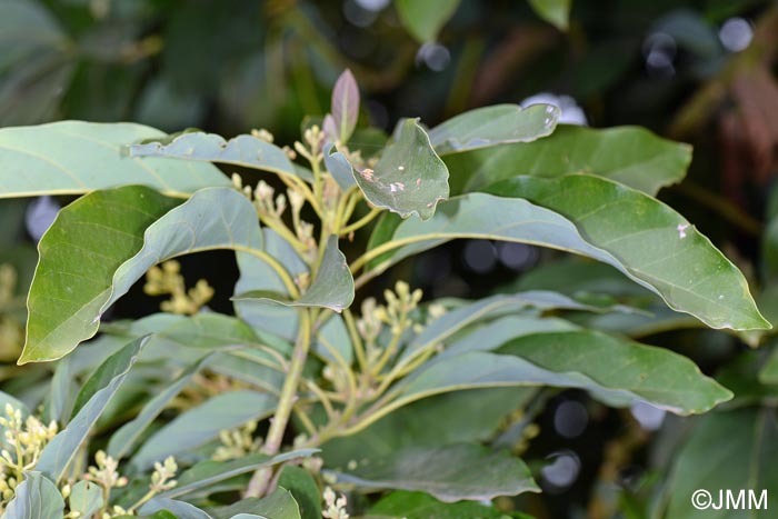 Persea indica