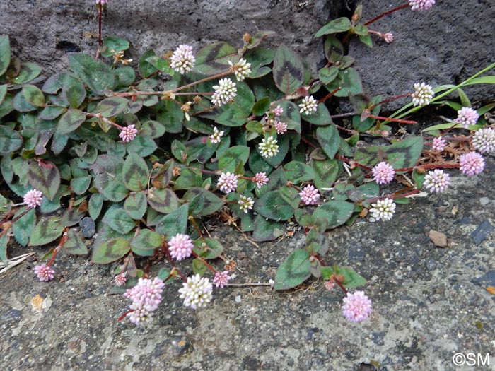 Persicaria capitata = Polygonum capitatum