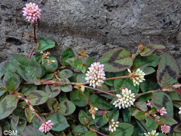 Persicaria capitata = Polygonum capitatum