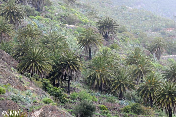 Phoenix canariensis