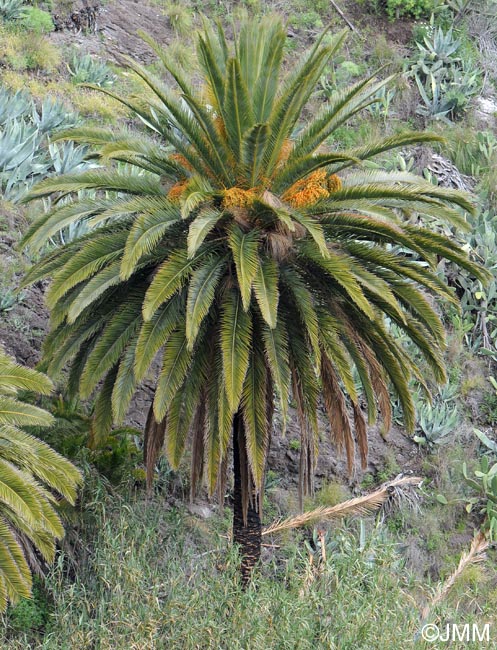 Phoenix canariensis