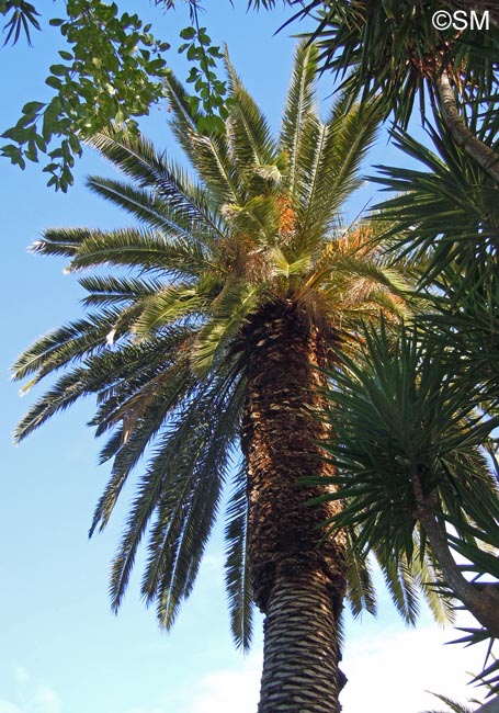 Phoenix canariensis