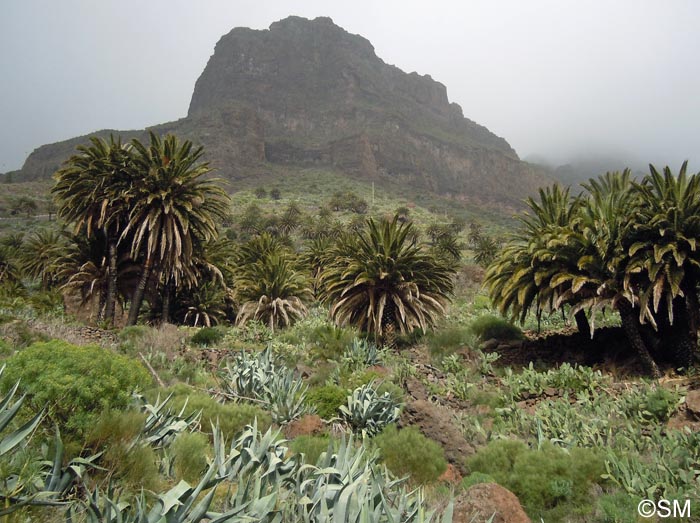 Phoenix canariensis & Agave americana