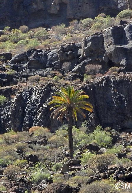 Phoenix canariensis