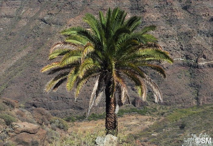 Phoenix canariensis