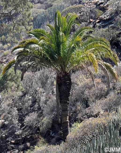 Phoenix canariensis