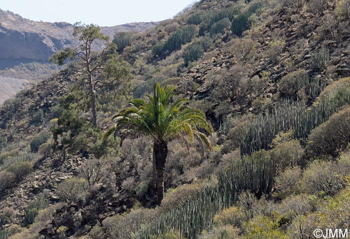 Phoenix canariensis & Pinus canariensis & Euphorbia canariensis