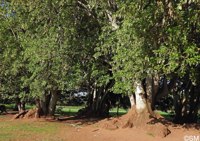 Phytolacca dioica