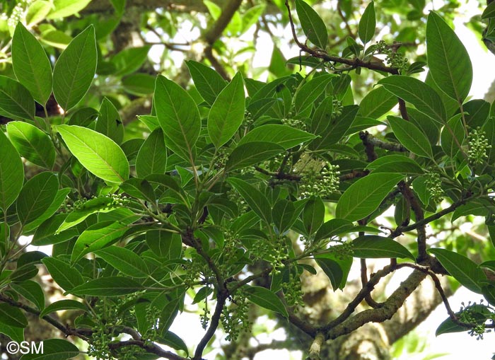 Phytolacca dioica