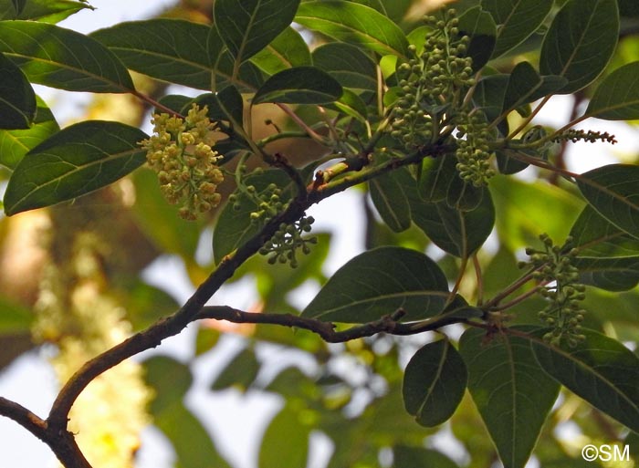 Phytolacca dioica