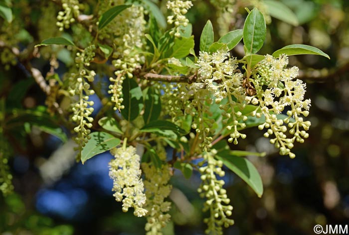 Phytolacca dioica