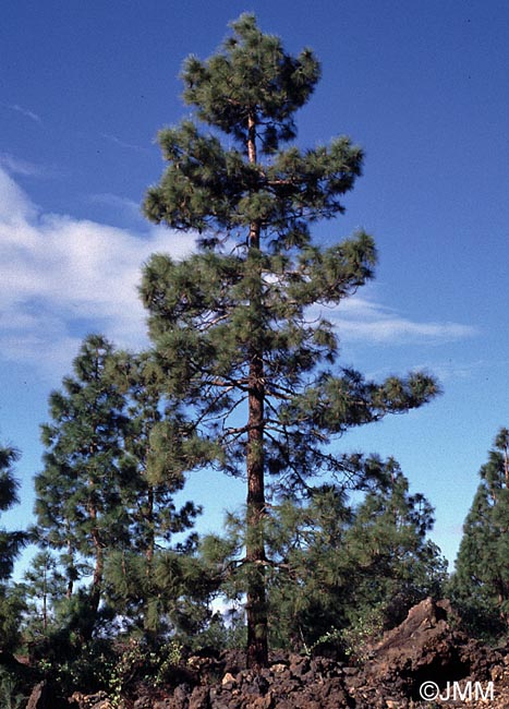 Pinus canariensis