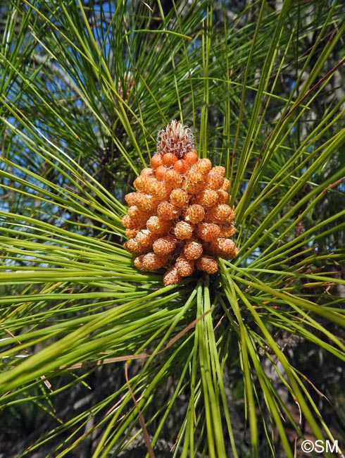 Pinus canariensis