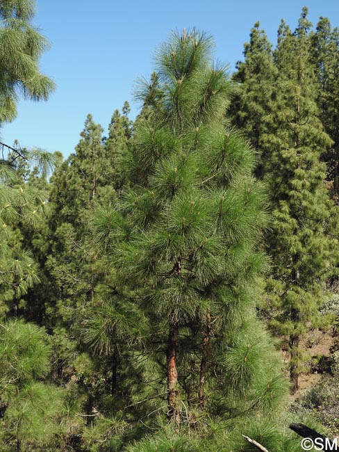 Pinus canariensis