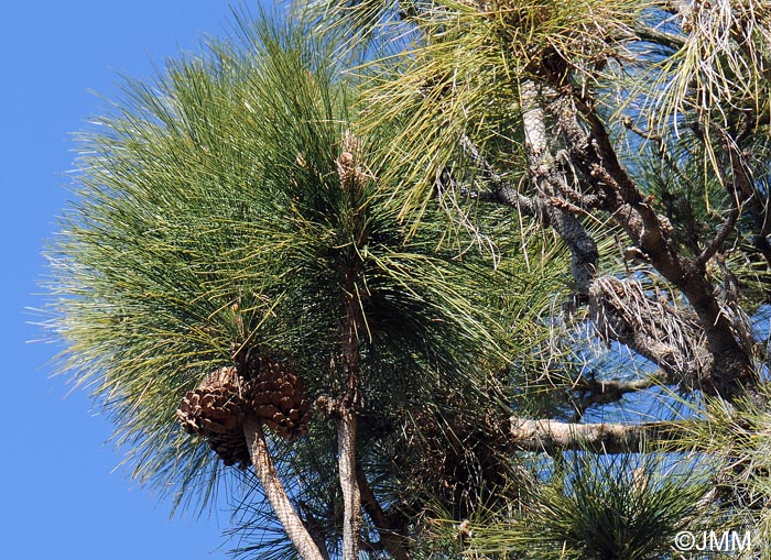 Pinus canariensis