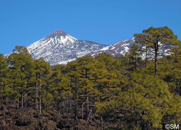 Pinus canariensis