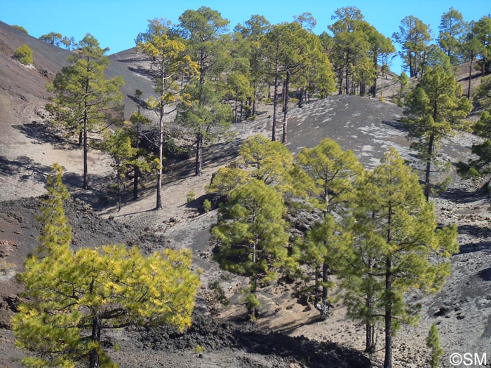 Pinus canariensis