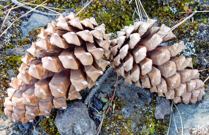 Pinus canariensis : cônes
