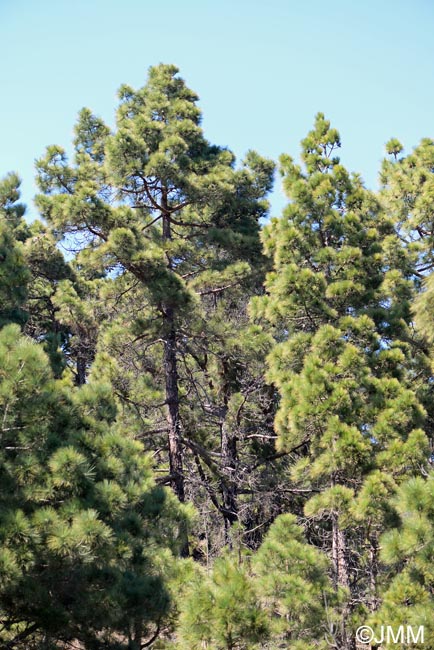 Pinus canariensis