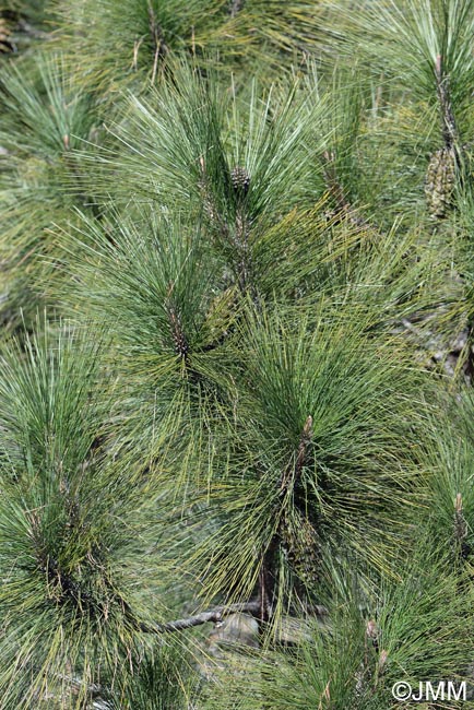 Pinus canariensis