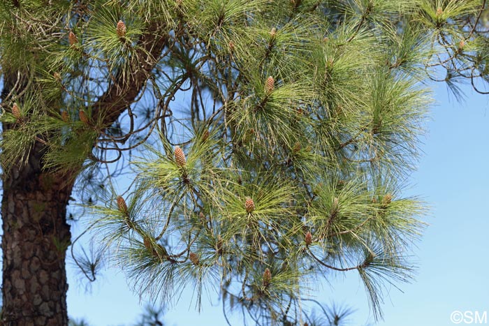 Pinus canariensis