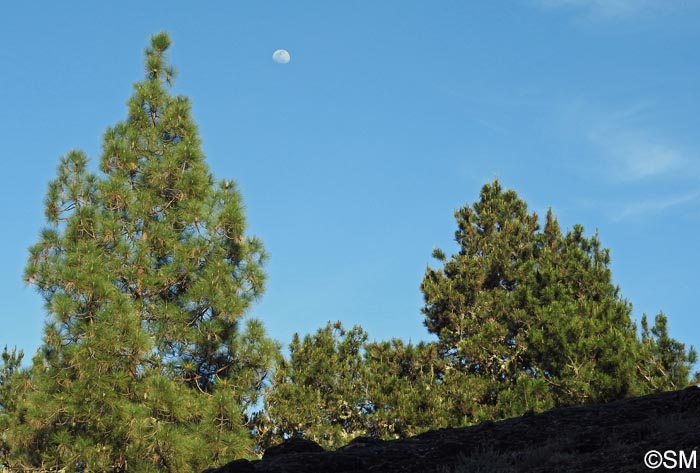 Pinus canariensis & Pinus radiata