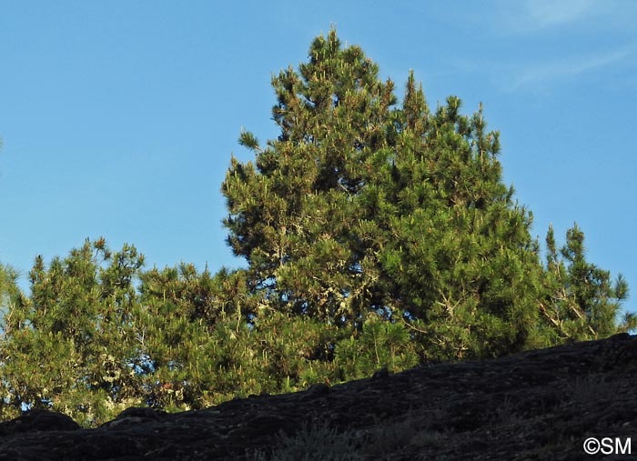 Pinus radiata