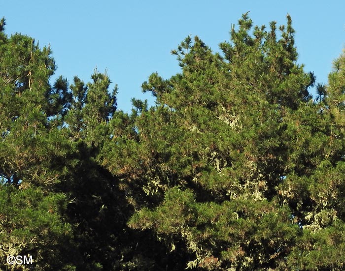 Pinus radiata