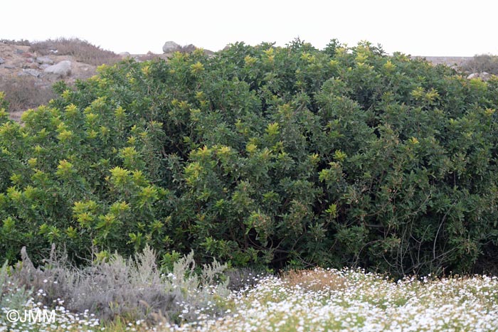 Pistacia atlantica