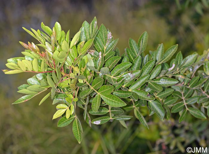 Pistacia atlantica