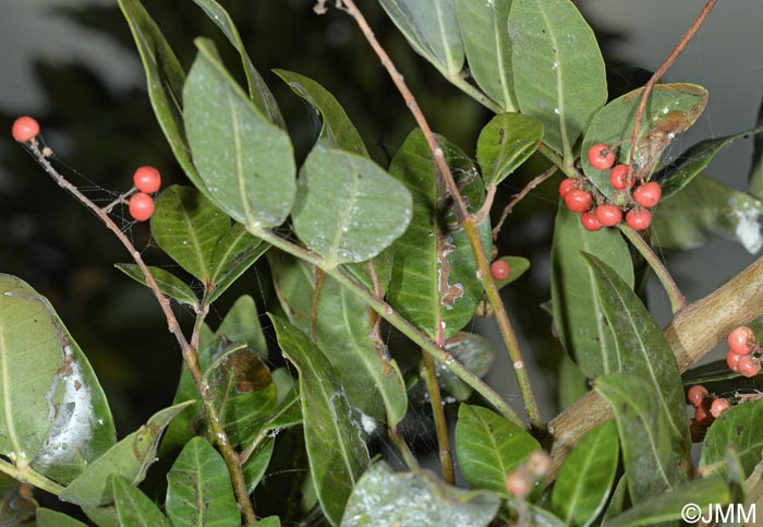 Pistacia atlantica