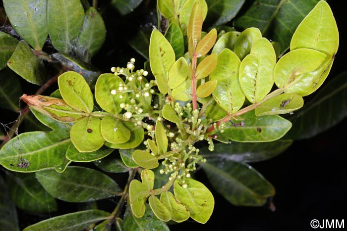 Pistacia atlantica