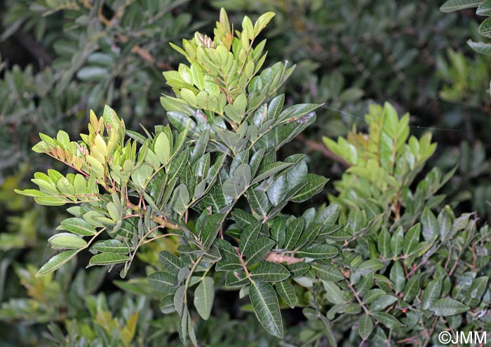 Pistacia atlantica