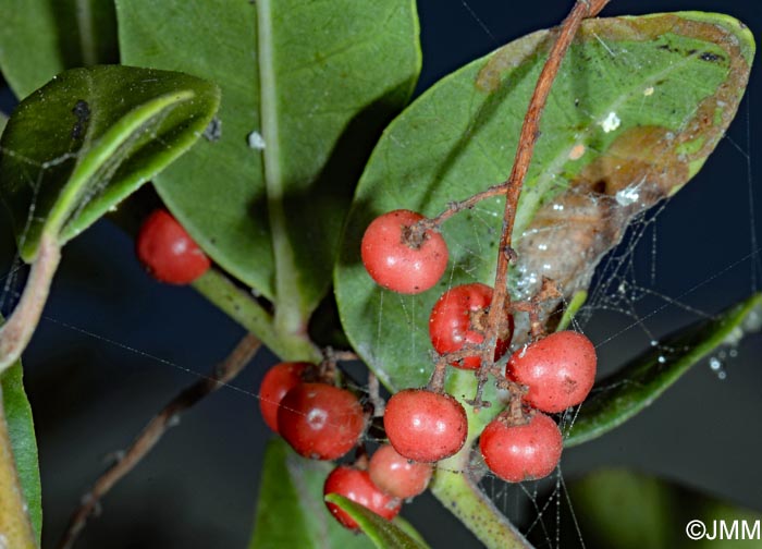 Pistacia atlantica