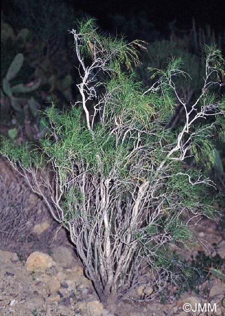 Plocama pendula