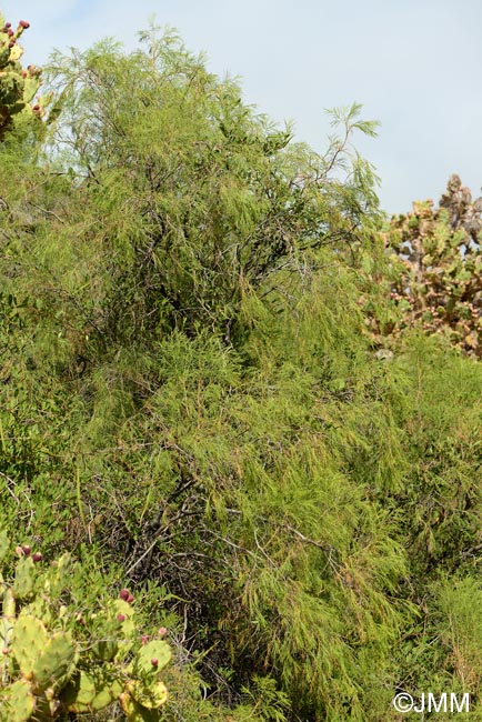 Plocama pendula