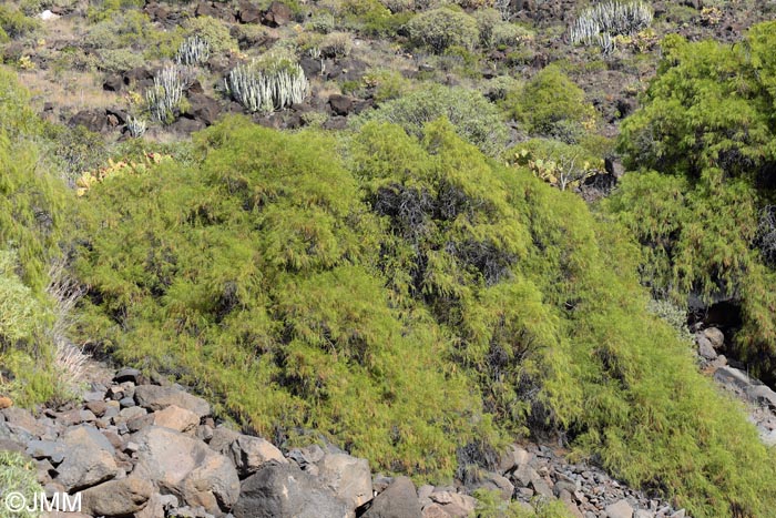 Plocama pendula