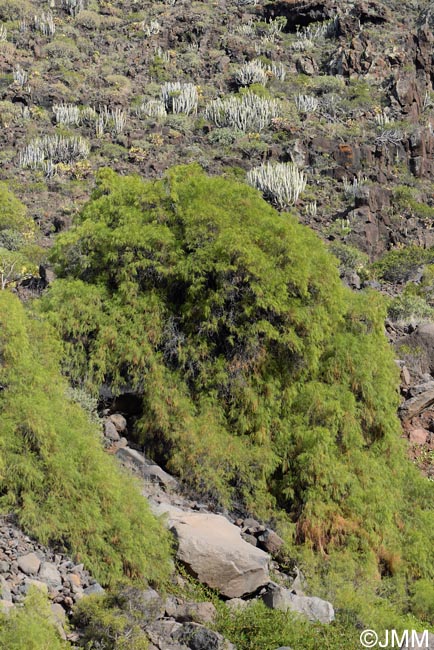 Plocama pendula