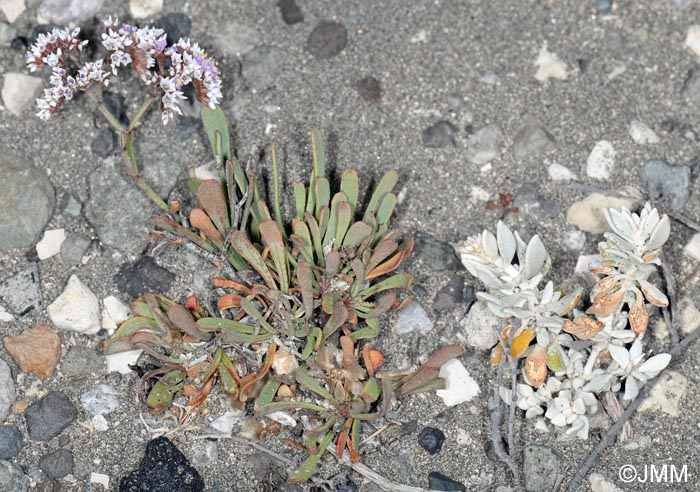 Polycarpaea nivea & Limonium pectinatum