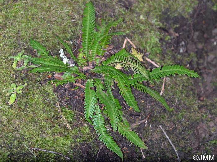 Polypodium interjectum