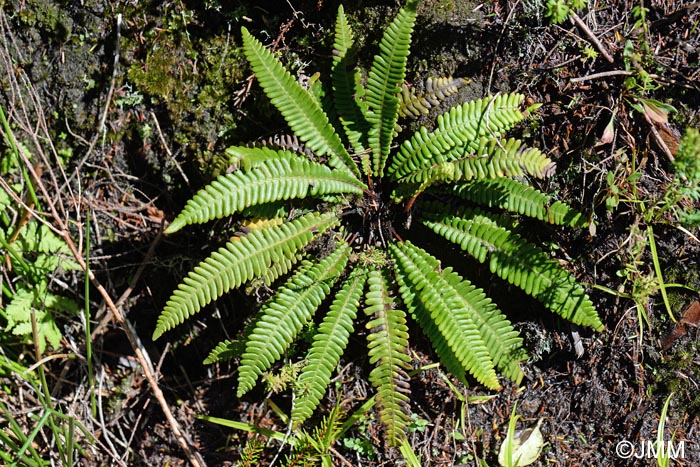 Polypodium interjectum