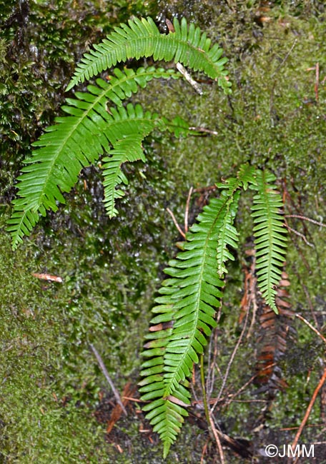 Polypodium interjectum